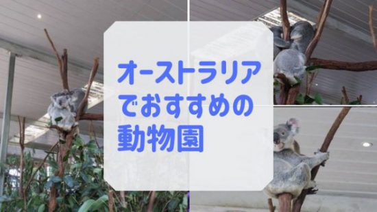 オーストラリアでコアラを抱っこもできる動物園ローンパインコアラサンクチュアリー ブリスベン タイ バンコクで働く代女性目線のタイ生活マル秘情報