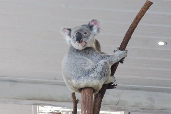 オーストラリアでコアラを抱っこもできる動物園ローンパインコアラサンクチュアリー ブリスベン タイ バンコクで働く代女性目線のタイ生活マル秘情報
